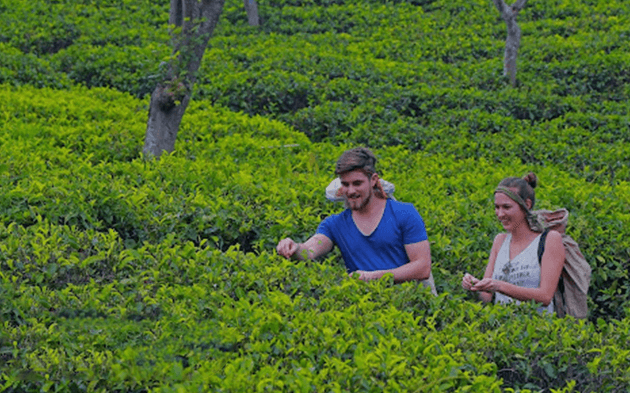 Ella Tuk Tuk Safari Tea Tour